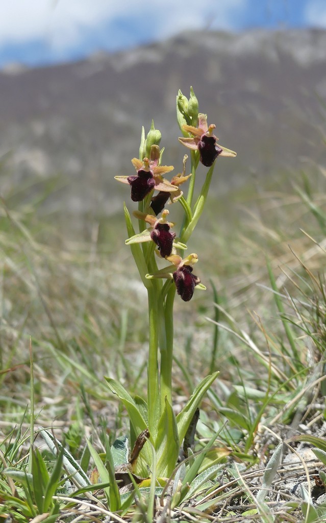 Ophrys promontorii : Abruzzo e Lazio 2019